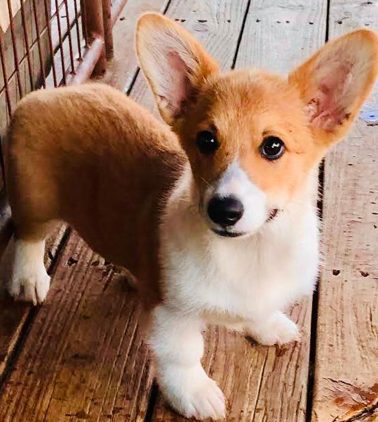Potato the dog